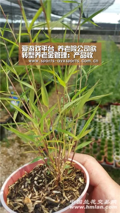 爱游戏平台_养老险公司欲转型养老金管理:产品收益率频破七(图1) 爱游戏app